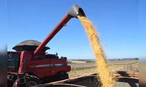 Agricultores comemoram produtividade e mercado do milho em alta