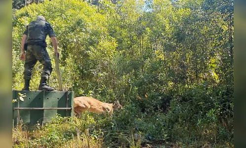 Onça-parda encontrada em área urbana é devolvida à natureza
