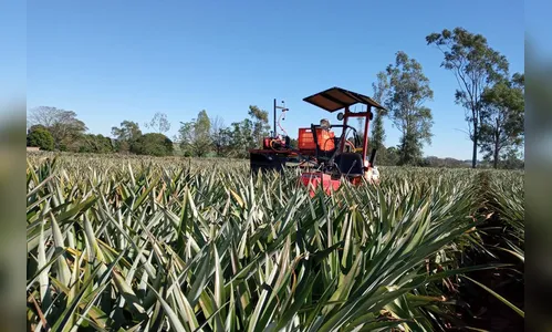 Cultivo do abacaxi é tema de workshop online