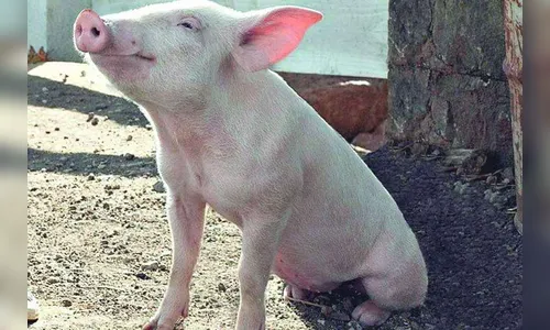 Leitões são furtados de chácara em Cambira