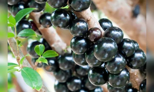 Morador de Arapongas leva pedrada na cabeça por colher jabuticaba
