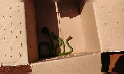 Cobra verde é capturada no quintal de uma casa em Arapongas; assista