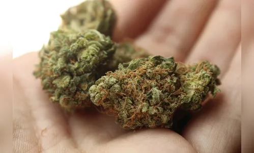 Menor é apreendido pela GM com maconha e cocaína em Arapongas