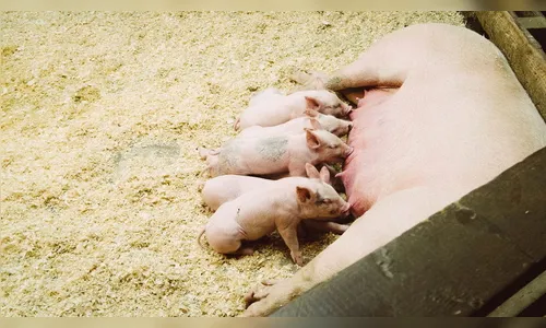 Leitões de 30 quilos são furtados de chácara em Cambira