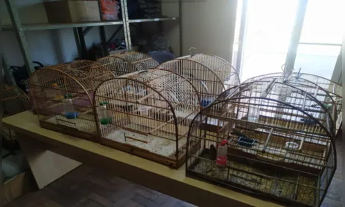 Guarda Municipal captura pássaros silvestres em Arapongas