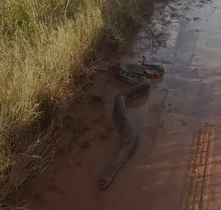 Morador de Astorga registra sucuri em estrada de chão; assista