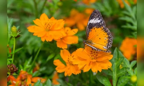 O ESTÍMULO DA COR AMARELA PARA ALEGRIA DE VIVER