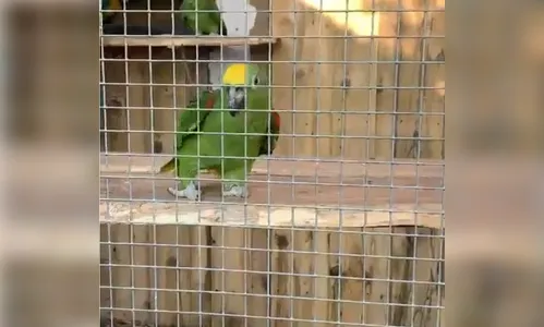 Vídeo de papagaio cantando Beyoncé viraliza na internet; Assista