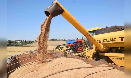 Agricultores da região de Ivaiporã iniciam colheita do trigo