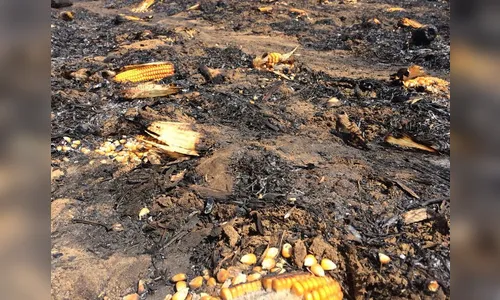 Incêndio destrói quase sete alqueires de plantação de milho em Kaloré