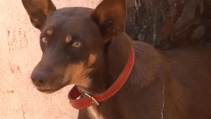 Cachorro acha quase 4 mil em dinheiro e ajuda devolver ao dono