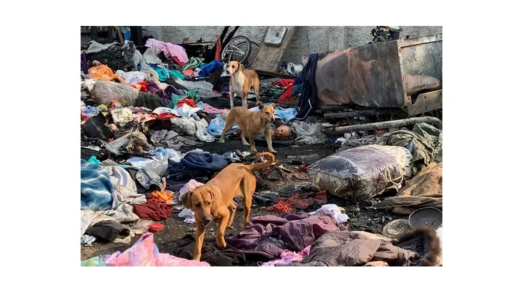 Morador de Curitiba é preso por incendiar casa da inquilina; 10 cães morreram