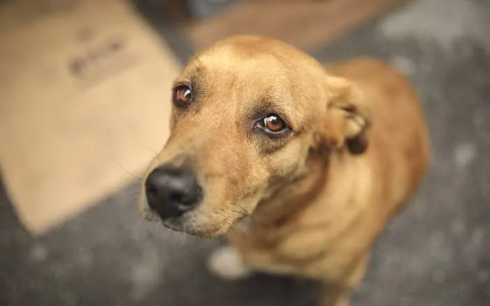 Projeto aumenta punição para quem maltratar cães e gatos