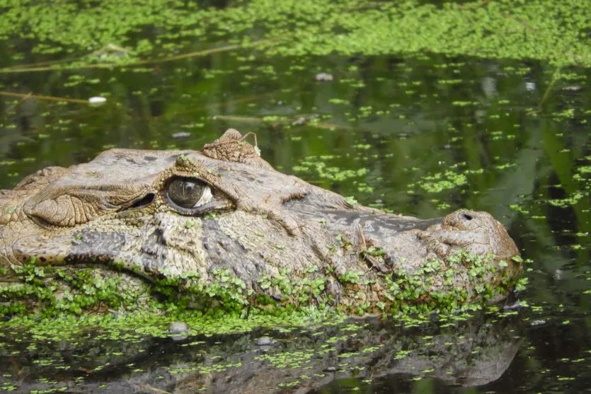 IAT alerta para aparecimento de animais silvestres em áreas urbanas