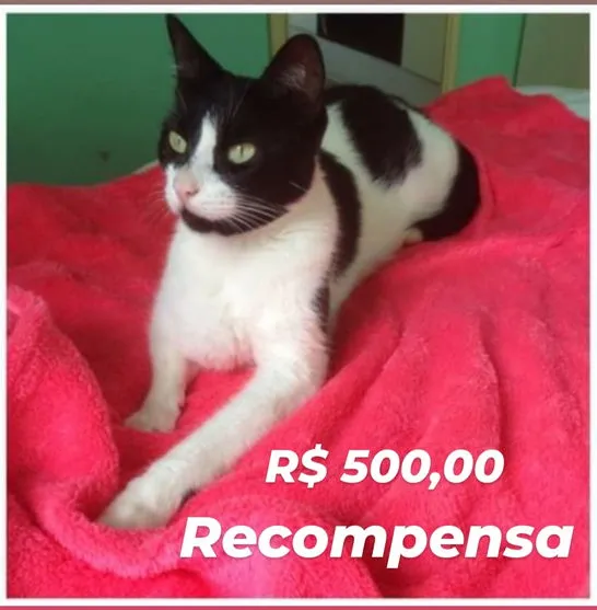 Apucaranense oferece recompensa para quem encontrar gato desaparecido