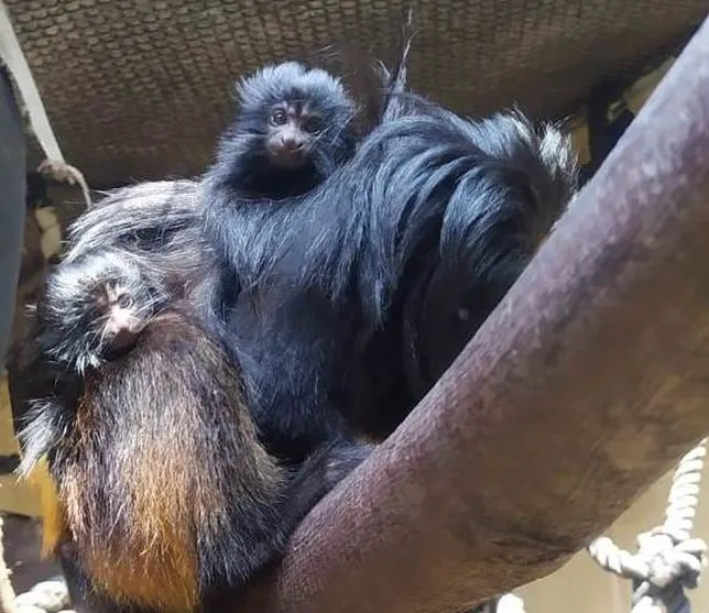 Filhotes de mico-leão-preto nascem em SP; animal está em extinção