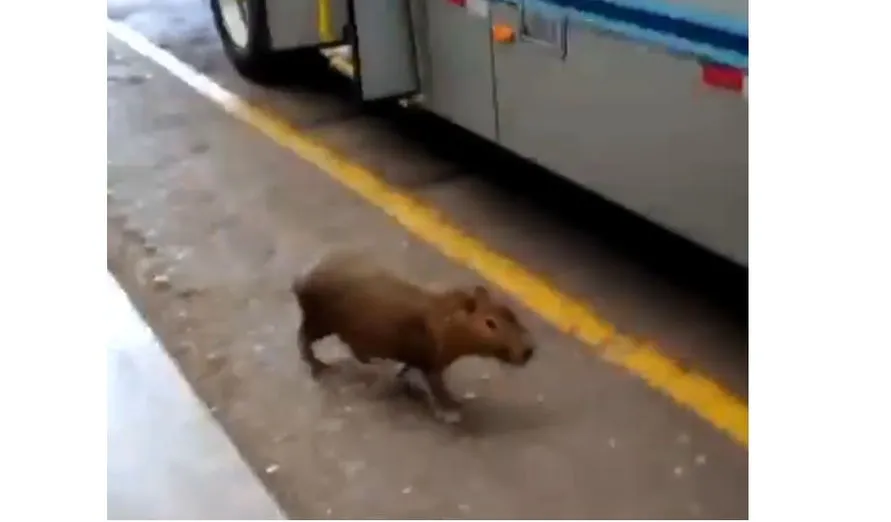 Capivara é flagrada dentro do Terminal Urbano de Apucarana; assista