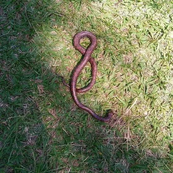 Mulher leva cobra para passear no Centro de Belo Horizonte; Assista