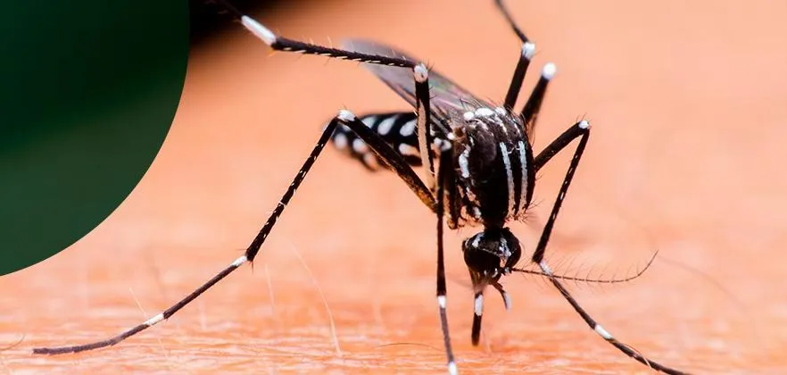 Temperaturas altas trazem preocupação com mosquito da dengue