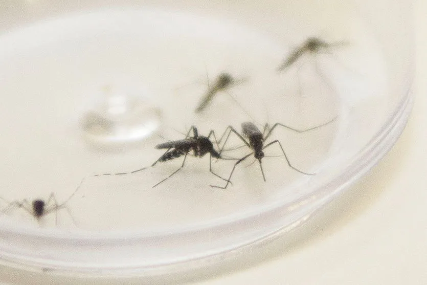 No calor, São Pedro do Ivaí reforça atenção contra a dengue