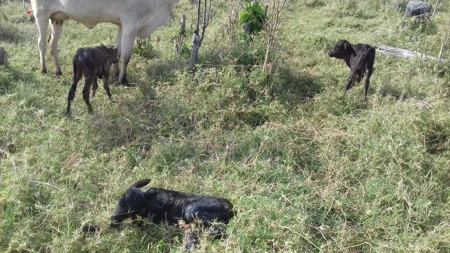 Das seis vacas que pariram gêmeos e trigêmeos tem onze bezerros vivos