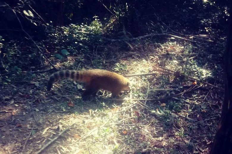 Paraná vai ampliar atendimento à fauna vítima de tráfico e maus-tratos