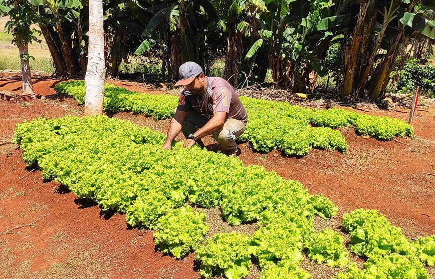Pequenas hortas auxilia na melhora da qualidade da alimentação da população e gera renda extra para os produtores.