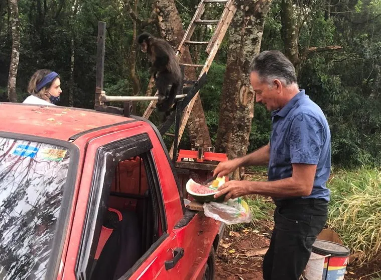 Apucaranense alimenta 64 macacos diariamente na Mata do Schimdt