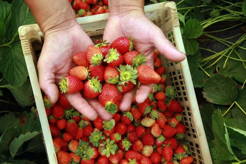 Estado quer ampliar crédito para cooperativas da agricultura familiar