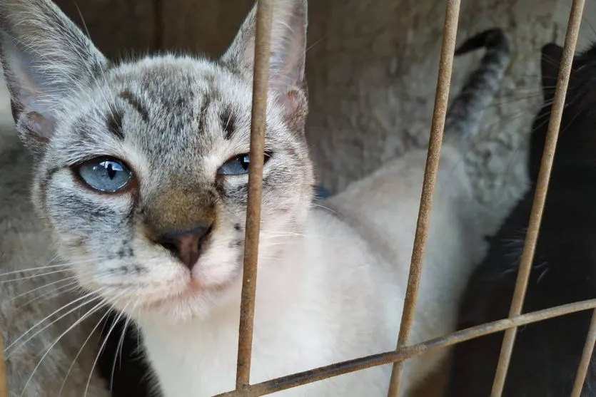 Em dois meses, 5.300 cães e gatos são esterilizados no Paraná