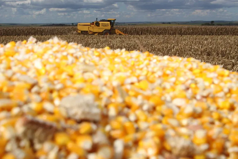 Boletim agropecuário ressalta bons preços do milho ao produtor