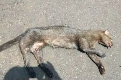 Onça é encontrada morta em rodovia de Lidianópolis