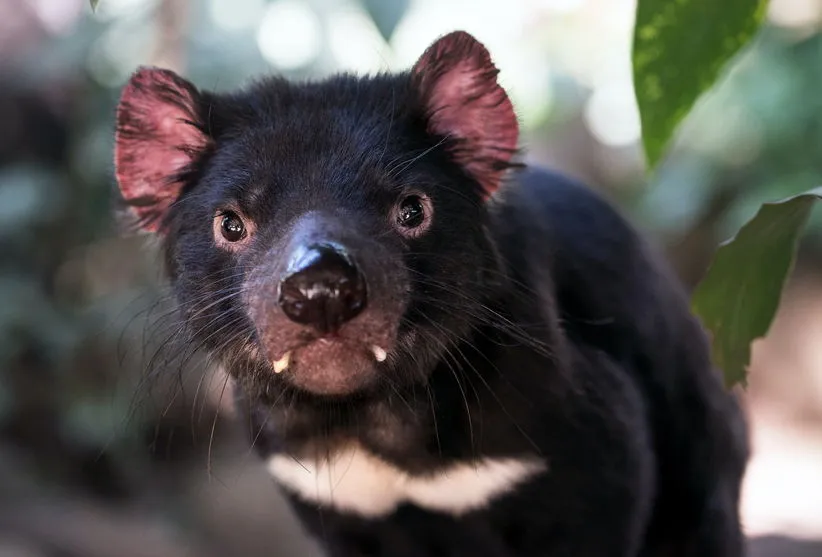 Após três mil anos, Demônio-da-Tasmânia volta ao território da Austrália