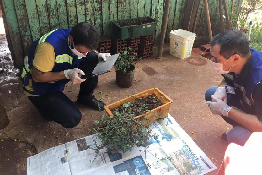 Adapar monitora sementes misteriosas enviadas a 21 cidades do Paraná