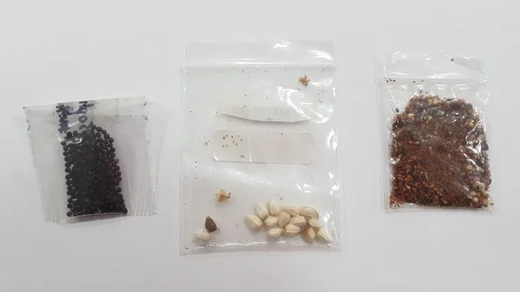 Ministério da Agricultura: sementes da China possuem fungos, bactérias e ácaros