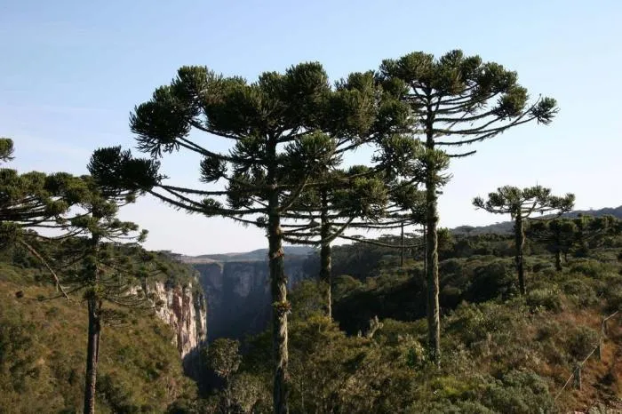 Justiça impede corte de 4 mil araucárias no Paraná