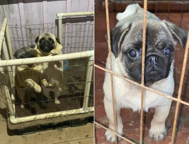 49 cães da raça pug são resgatados após sofrerem maus-tratos no RS