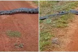 Vídeo de sucuri gigante sendo seguida por outras cobras viraliza em rede social; Assista