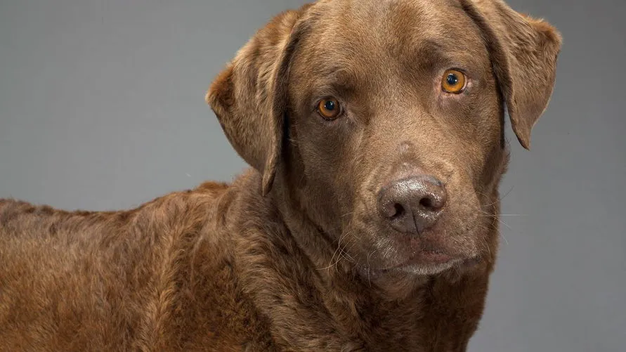 Segundo estudo, há possibilidade dos cachorros não distinguirem rostos humanos