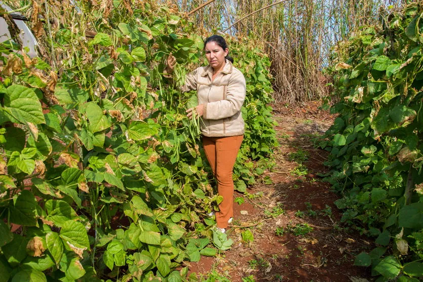 Especial aniversário: agroindústria de laticínios abastece a região