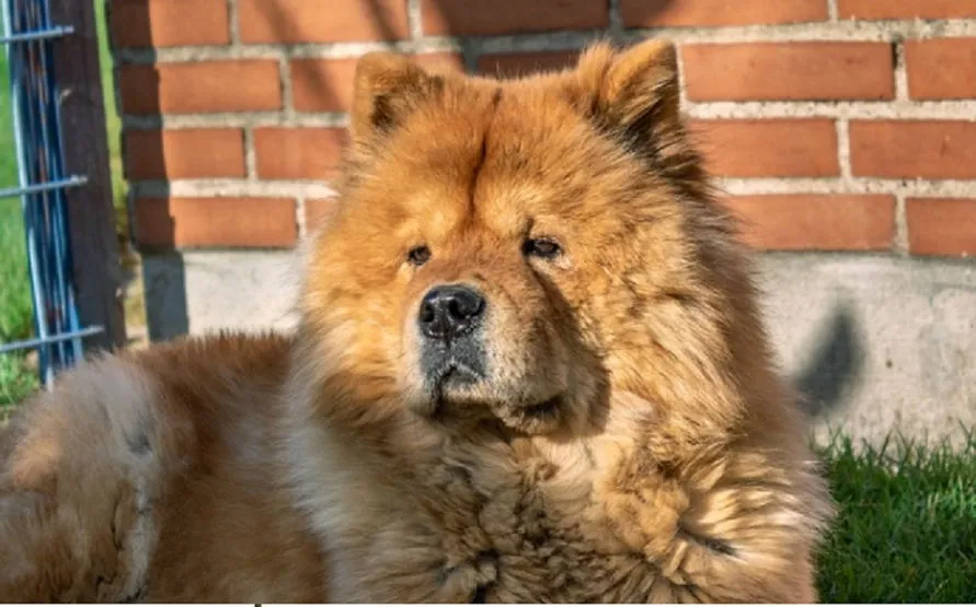 Criança de 1 ano morre após sofrer ataque de cão da raça Chow-chow