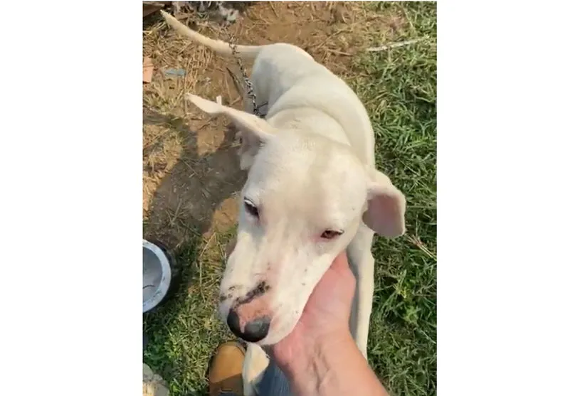 Polícia Civil do Paraná resgata cães em situação de maus-tratos; assista