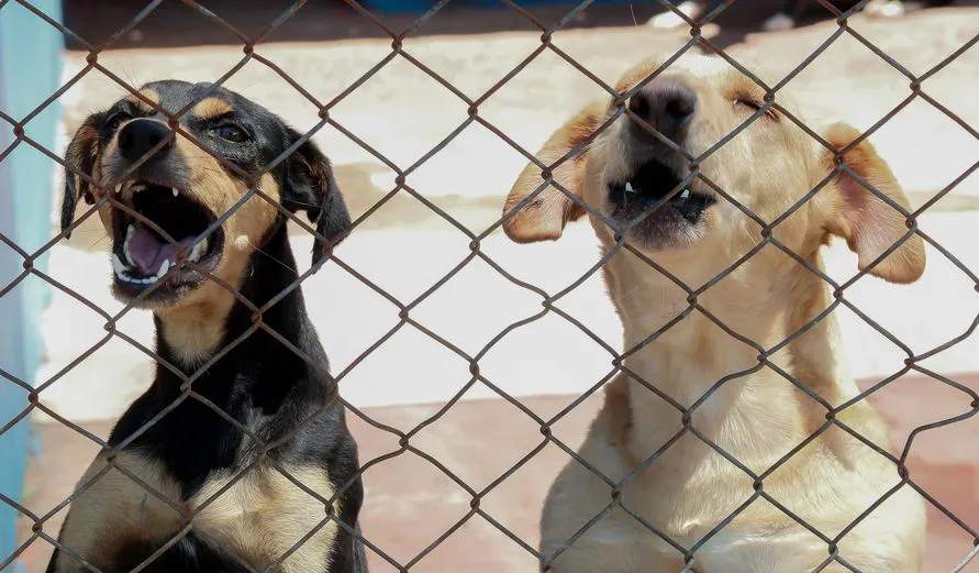 Apucarana resgata 9 animais por semana em situação de maus tratos