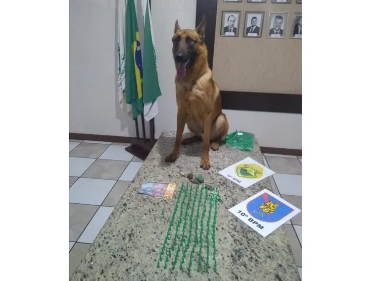 Cão do canil da PM de Apucarana encontra mais de 100 pinos com cocaína