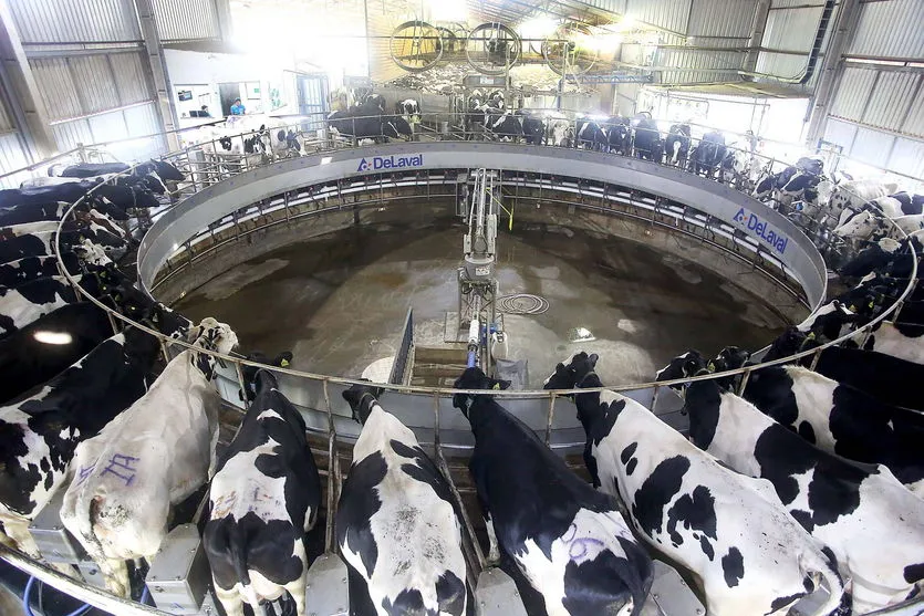 Levantamento da Agricultura mostra cenário do mercado do leite e derivados