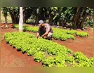 Cultivo de hortas domésticas cresce e gera renda familiar