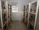 Duas pessoas são presas e 128 galos de briga apreendidos em Ivaiporã; assista