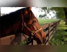 Homem invade casa em Ivaiporã e foge a cavalo