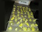 ROTAM apreende maconha que seria arremessada na Cadeia de Ivaiporã