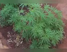 Polícia Militar apreende dois pés de maconha em Ivaiporã
